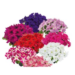 Seminte PETUNIA grandiflora SUCCESS 360° F1 Mix Maxi 1000s
