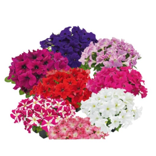 Seminte PETUNIA grandiflora SUCCESS 360° F1 Mix Maxi 1000s