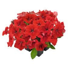 Seminte PETUNIA grandiflora SUCCESS 360° F1 Red 1000s