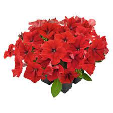 Seminte PETUNIA grandiflora SUCCESS 360° F1 Red 1000s