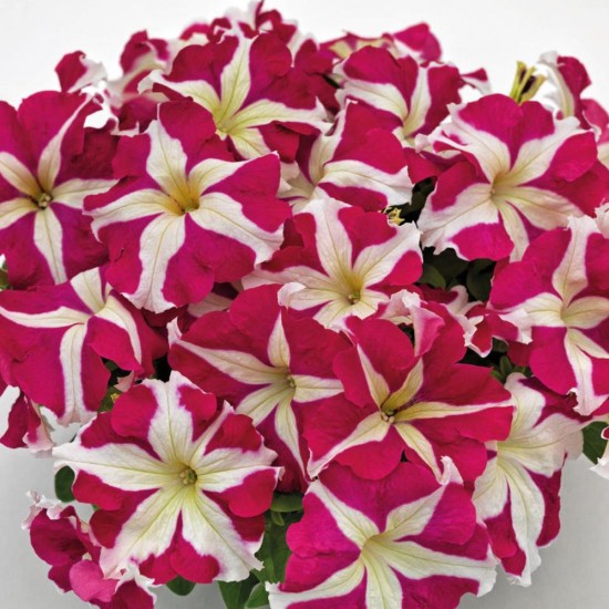 Seminte PETUNIA grandiflora SUCCESS 360° F1 Rose Star 1000s