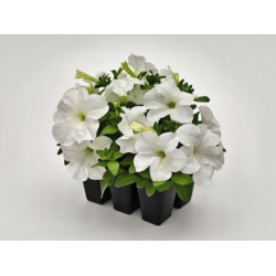 Seminte PETUNIA grandiflora SUCCESS 360° F1 White 1000s