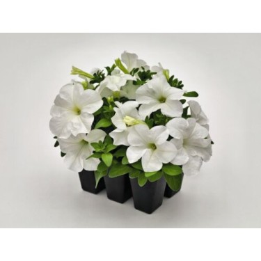 Seminte PETUNIA grandiflora SUCCESS 360° F1 White 1000s