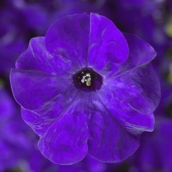 Seminte PETUNIA grandiflora TRITUNIA F1 Blue 1000s