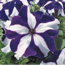 Seminte PETUNIA grandiflora TRITUNIA F1 Blue Star 1000s