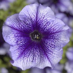 Seminte PETUNIA grandiflora TRITUNIA F1 Blue Veined 1000s