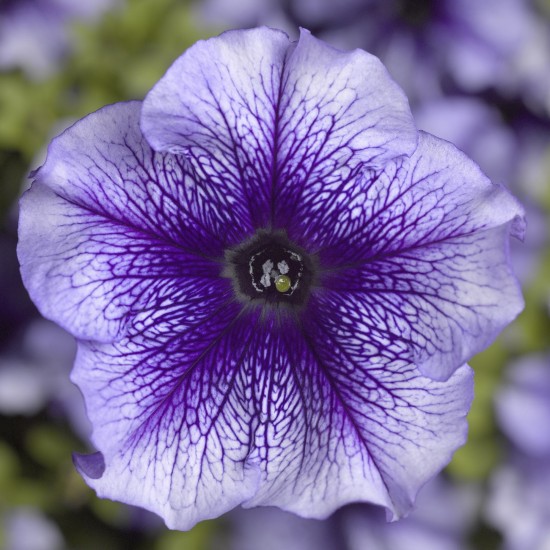 Seminte PETUNIA grandiflora TRITUNIA F1 Blue Veined 1000s