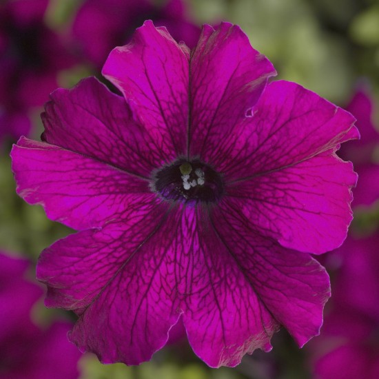 Seminte PETUNIA grandiflora TRITUNIA F1 Burgundy 1000s