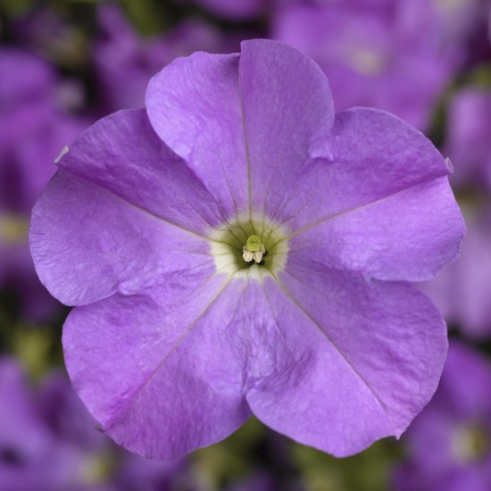 Seminte PETUNIA grandiflora TRITUNIA F1 Lavender 1000s