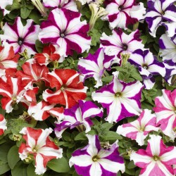 Seminte PETUNIA grandiflora TRITUNIA F1 Mix Star 1000s