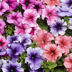 Seminte PETUNIA grandiflora TRITUNIA F1 Mix Veined 1000s