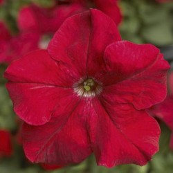 Seminte PETUNIA grandiflora TRITUNIA F1 Red 1000s