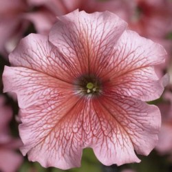 Seminte PETUNIA grandiflora TRITUNIA F1 Salmon Veined 1000s
