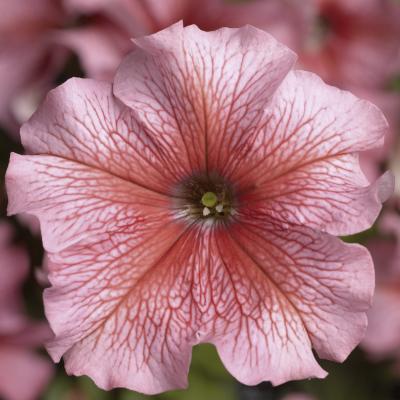 Seminte PETUNIA grandiflora TRITUNIA F1 Salmon Veined 1000s