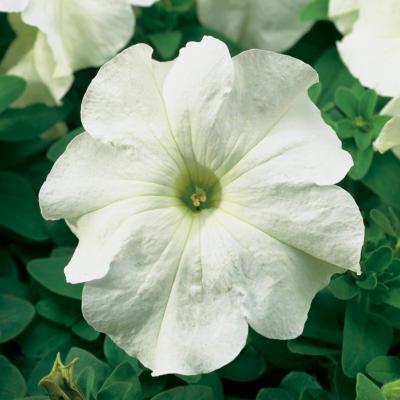 Seminte PETUNIA grandiflora TRITUNIA F1 White 1000s