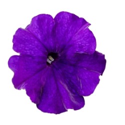 Seminte PETUNIA  hybrida (multiflora) BOOM TR F1 Blue 500s