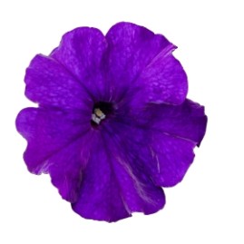 Seminte PETUNIA  hybrida (multiflora) BOOM TR F1 Blue 500s