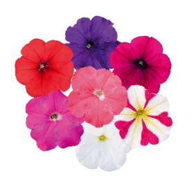 Seminte PETUNIA  hybrida (multiflora) BOOM TR F1 Mix Maxi 500s