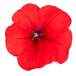 Seminte PETUNIA  hybrida (multiflora) BOOM TR F1 Red 500s