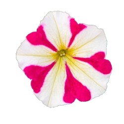 Seminte PETUNIA  hybrida (multiflora) BOOM TR F1 Rose 500s
