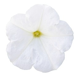 Seminte PETUNIA  hybrida (multiflora) BOOM TR F1 White 500s