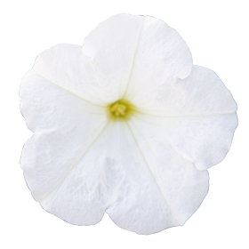Seminte PETUNIA  hybrida (multiflora) BOOM TR F1 White 500s