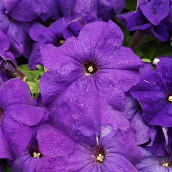 Seminte PETUNIA grandiflora LIMBO Mid Blue 1000s
