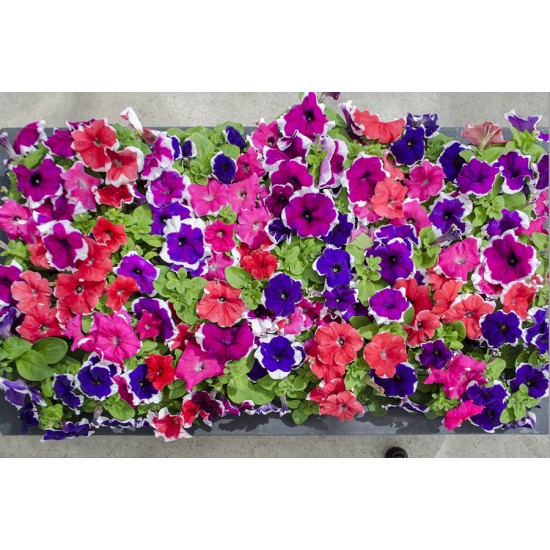 Seminte PETUNIA grandiflora LIMBO Mix Picotee 1000s