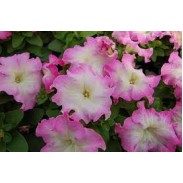 Seminte PETUNIA grandiflora LIMBO Pink Morn 1000s