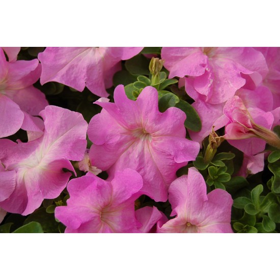 Seminte PETUNIA grandiflora LIMBO Sweet Pink 1000s