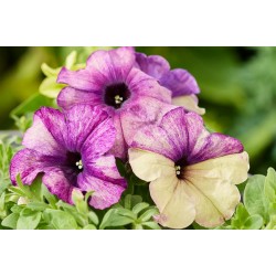 Seminte PETUNIA multiflora SHAKE F1 Blueberry 1000s