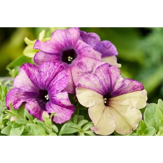 Seminte PETUNIA multiflora SHAKE F1 Blueberry 1000s