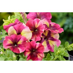 Seminte PETUNIA multiflora SHAKE F1 Raspberry 1000s