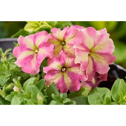 Seminte PETUNIA multiflora SHAKE F1 Strawberry 1000s