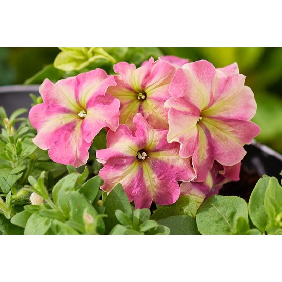 Seminte PETUNIA multiflora SHAKE F1 Strawberry 1000s