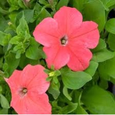 Seminte PETUNIA grandiflora SUCCESS 360° F1 Deep Salmon 1000s