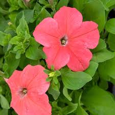Seminte PETUNIA grandiflora SUCCESS 360° F1 Deep Salmon 1000s