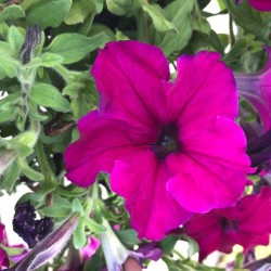 Seminte PETUNIA grandiflora SUCCESS 360° F1 Violet 1000s