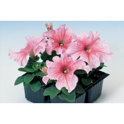 Seminte PETUNIA grandiflora TANGO Salmon Veined 1000s