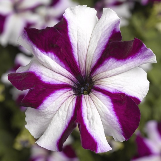 Seminte PETUNIA grandiflora TRITUNIA F1 Crimson Star 1000s