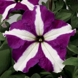 Seminte PETUNIA grandiflora TRITUNIA F1 Purple Star 1000s