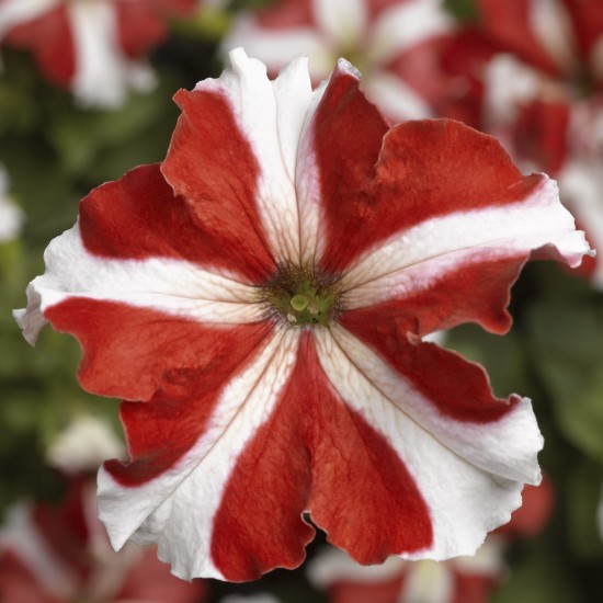 Seminte PETUNIA grandiflora TRITUNIA F1 Red Star 1000s