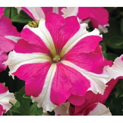 Seminte PETUNIA grandiflora TRITUNIA F1 Rose Star 1000s