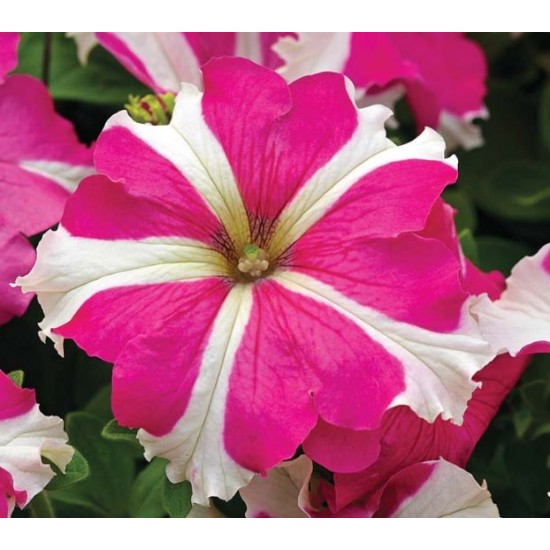Seminte PETUNIA grandiflora TRITUNIA F1 Rose Star 1000s