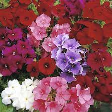 Seminte PHLOX drumondii ETHNIE Mix Spring 500s