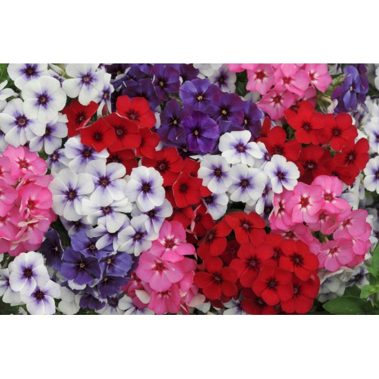 Seminte PHLOX drumondii 21-th CENTURY Mix 500s