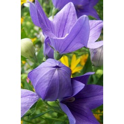 Seminte PLATYCODON grandiflorus POP STAR Blue 1000s