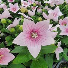 Seminte PLATYCODON grandiflorus POP STAR Pink 1000s