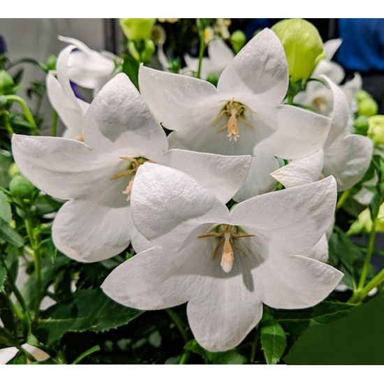Seminte PLATYCODON grandiflorus POP STAR White 1000s