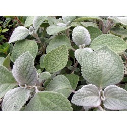 Seminte PLECTRANTHUS argentatus Silver Shield 100 s